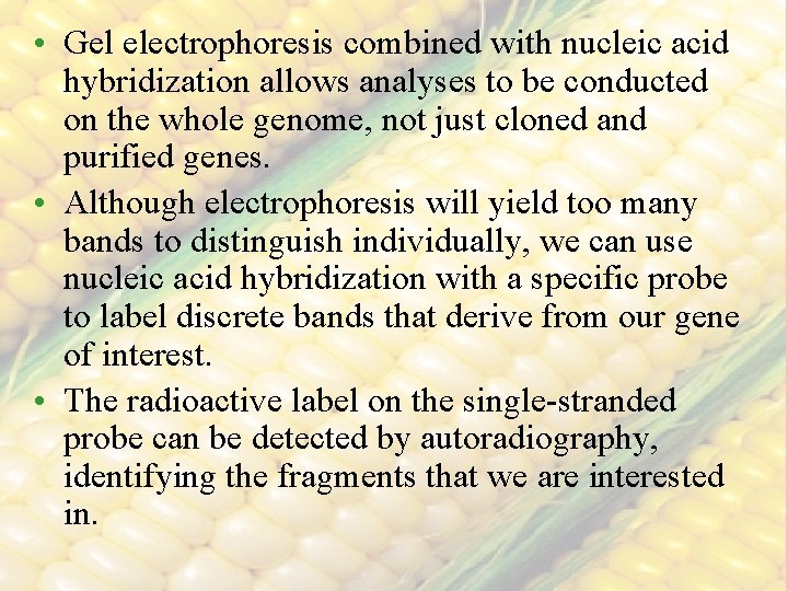  • Gel electrophoresis combined with nucleic acid hybridization allows analyses to be conducted