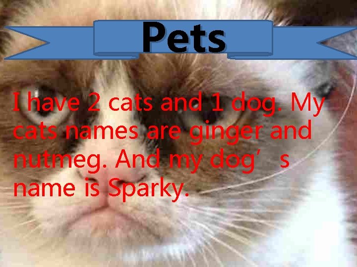 Pets I have 2 cats and 1 dog. My cats names are ginger and