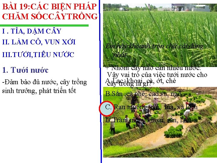 BÀI 19: CÁC BIỆN PHÁP CHĂM SÓCC YTRỒNG I. TỈA, DẶM C Y II.