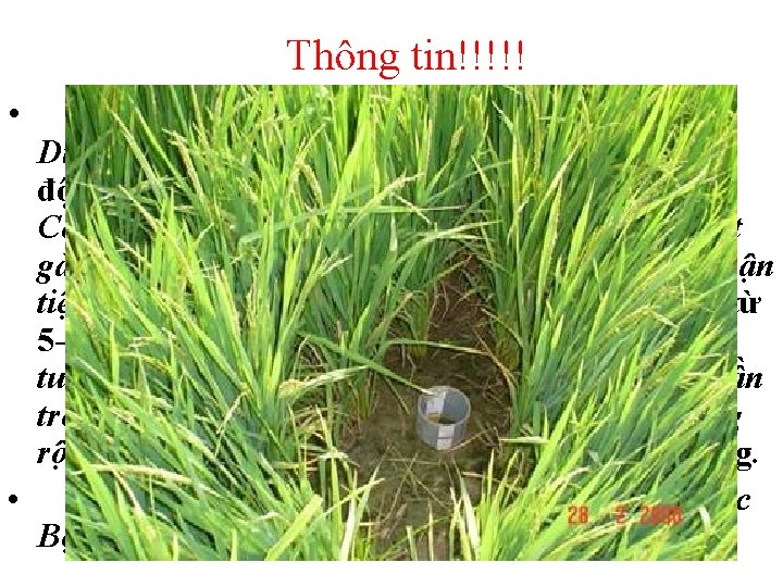 Thông tin!!!!! • Công ty trách nhiệm hữu hạn Việt Phát (Bình Dương) vừa