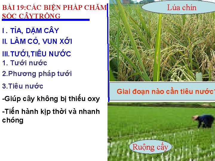 BÀI 19: CÁC BIỆN PHÁP CHĂM SÓC C YTRỒNG Lúa chín I. TỈA, DẶM