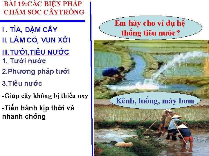 BÀI 19: CÁC BIỆN PHÁP CHĂM SÓC C YTRỒNG I. TỈA, DẶM C Y