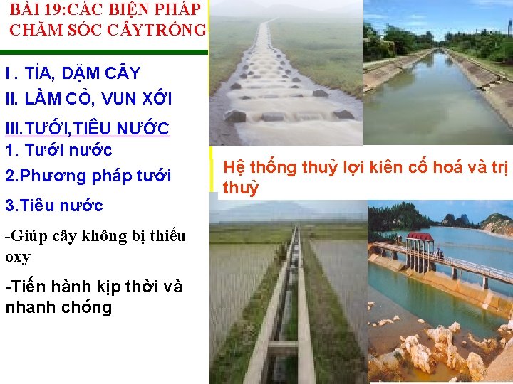 BÀI 19: CÁC BIỆN PHÁP CHĂM SÓC C YTRỒNG I. TỈA, DẶM C Y