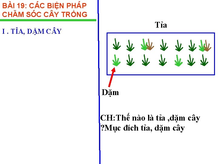 BÀI 19: CÁC BiỆN PHÁP CHĂM SÓC C Y TRỒNG Tỉa I. TỈA, DẶM