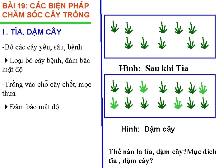 BÀI 19: CÁC BiỆN PHÁP CHĂM SÓC C Y TRỒNG I. TỈA, DẶM C