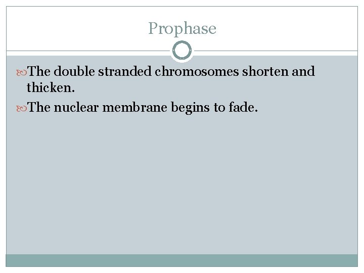 Prophase The double stranded chromosomes shorten and thicken. The nuclear membrane begins to fade.