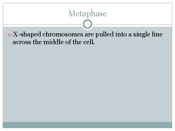 Metaphase X-shaped chromosomes are pulled into a single line across the middle of the