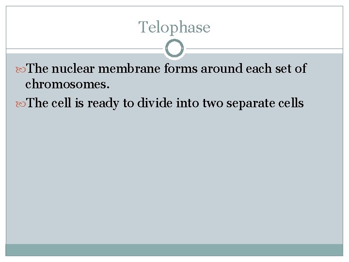 Telophase The nuclear membrane forms around each set of chromosomes. The cell is ready