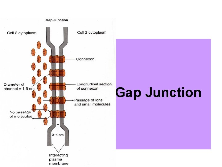 Gap Junction 