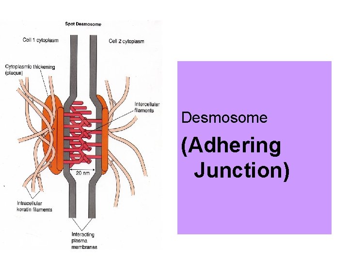Desmosome (Adhering Junction) 