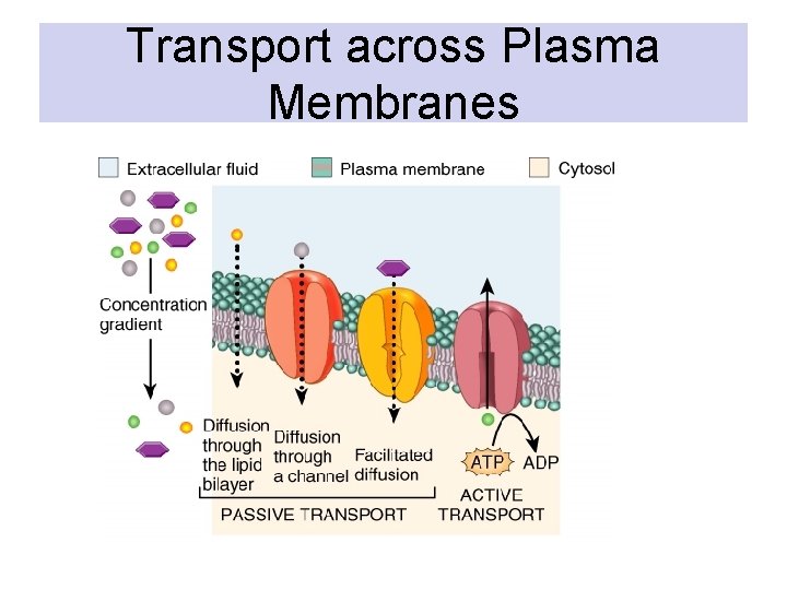 Transport across Plasma Membranes 
