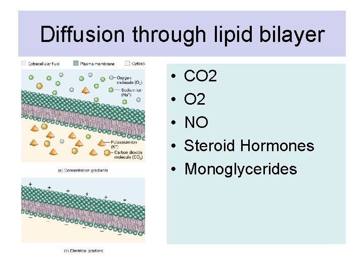 Diffusion through lipid bilayer • • • CO 2 NO Steroid Hormones Monoglycerides 