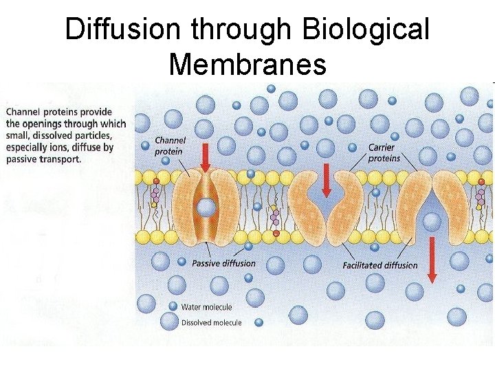 Diffusion through Biological Membranes 