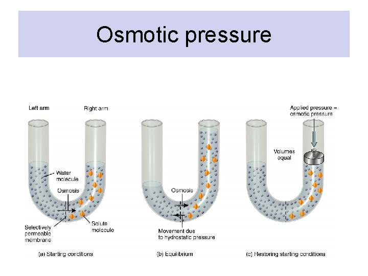 Osmotic pressure 