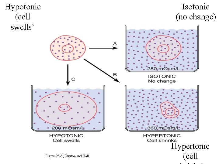 Hypotonic (cell swells) Isotonic (no change) Figure 25 -5; Guyton and Hall Hypertonic (cell