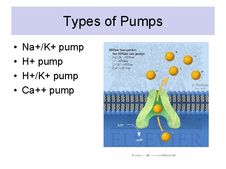 Types of Pumps • • Na+/K+ pump H+/K+ pump Ca++ pump 