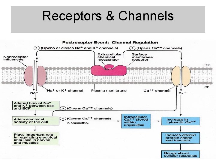 Receptors & Channels 