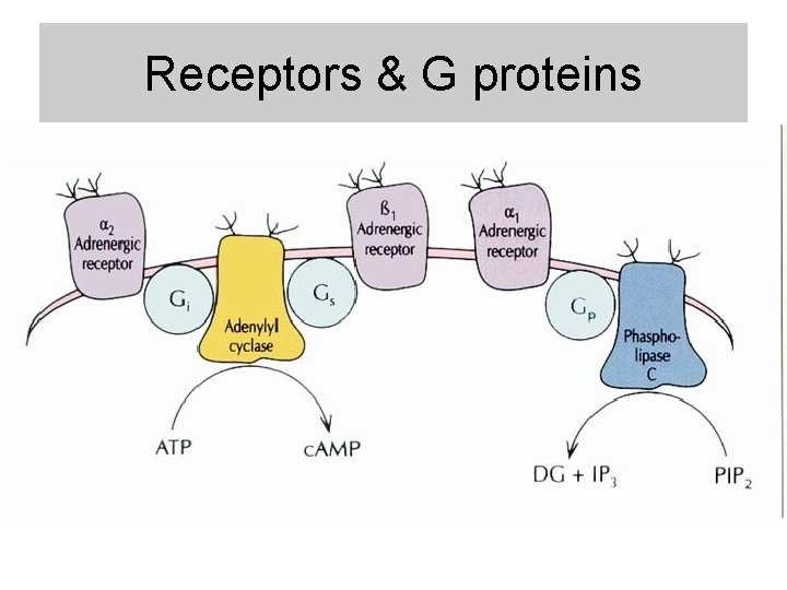 Receptors & G proteins 