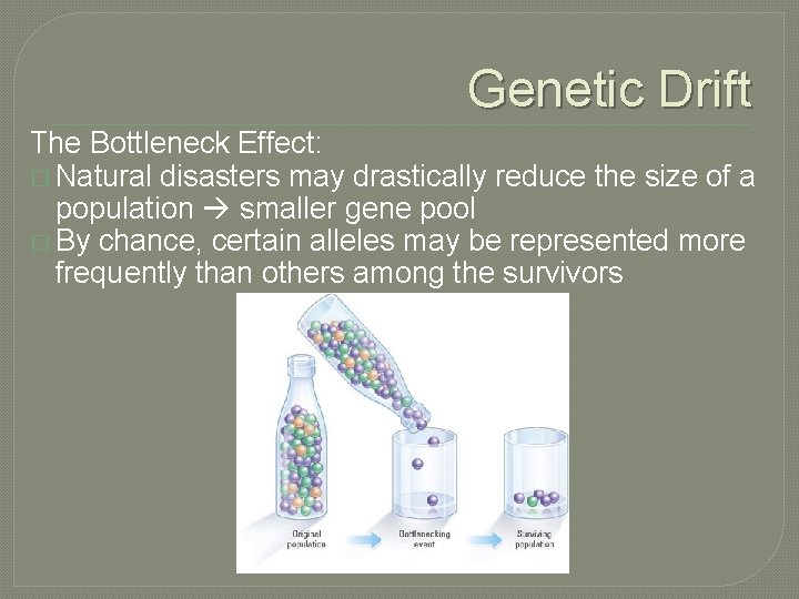 Genetic Drift The Bottleneck Effect: � Natural disasters may drastically reduce the size of
