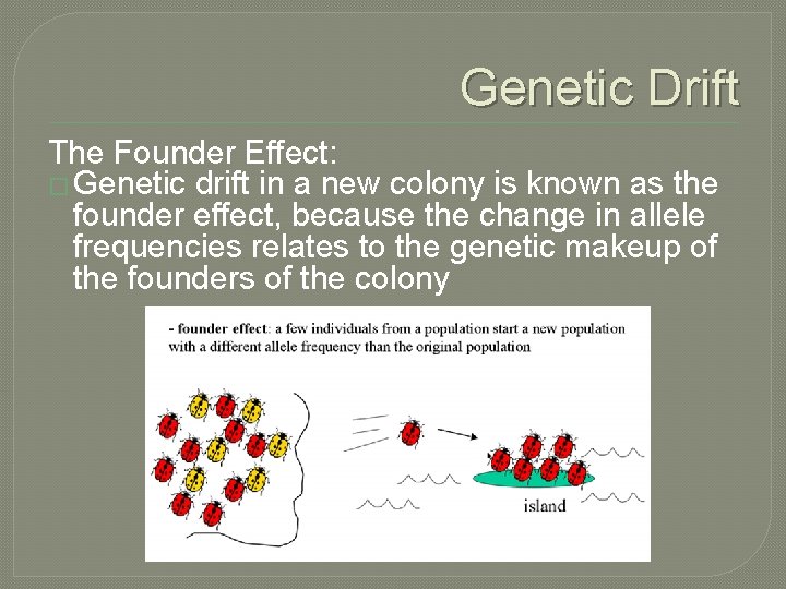 Genetic Drift The Founder Effect: � Genetic drift in a new colony is known