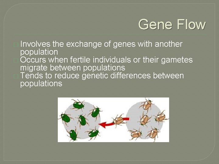 Gene Flow � Involves the exchange of genes with another population � Occurs when