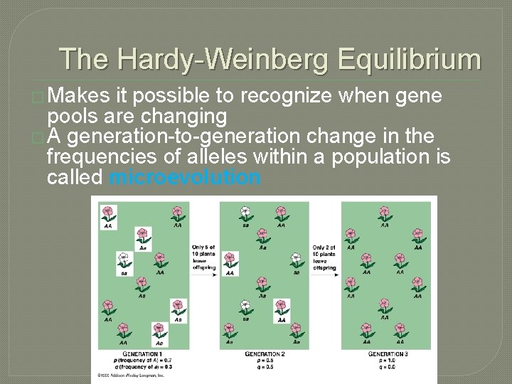 The Hardy-Weinberg Equilibrium � Makes it possible to recognize when gene pools are changing
