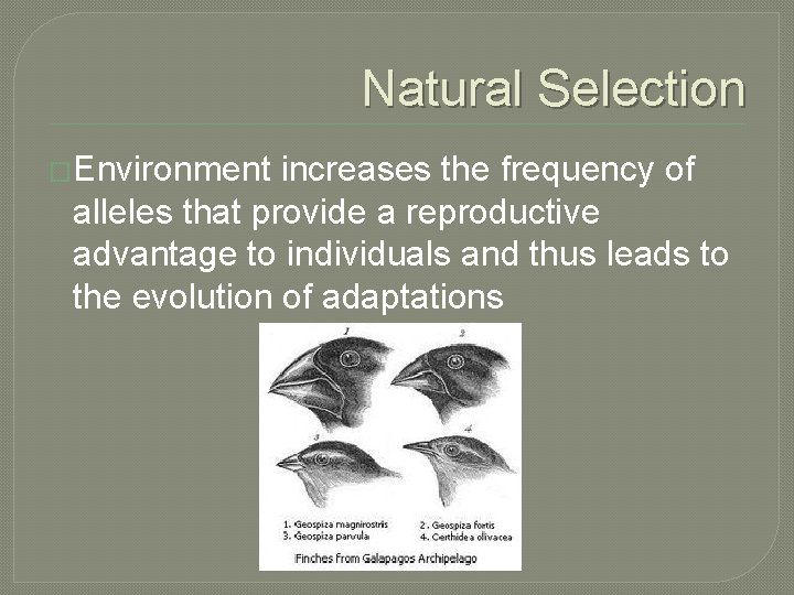 Natural Selection �Environment increases the frequency of alleles that provide a reproductive advantage to