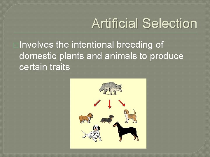 Artificial Selection �Involves the intentional breeding of domestic plants and animals to produce certain