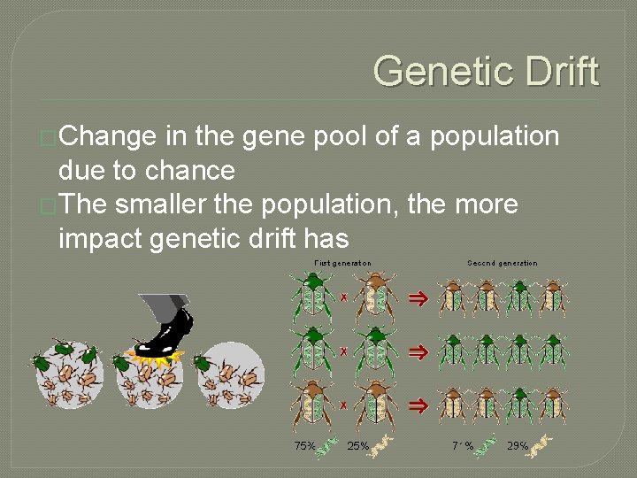Genetic Drift �Change in the gene pool of a population due to chance �The