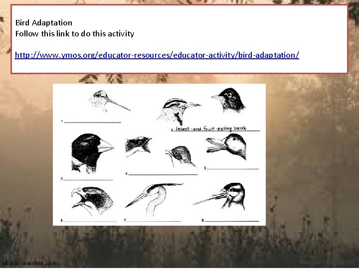 Bird Adaptation Follow this link to do this activity http: //www. ymos. org/educator-resources/educator-activity/bird-adaptation/ 