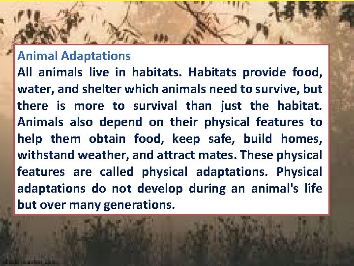 Animal Adaptations All animals live in habitats. Habitats provide food, water, and shelter which