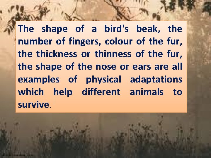 The shape of a bird's beak, the number of fingers, colour of the fur,