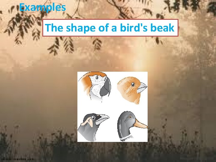 Examples The shape of a bird's beak 