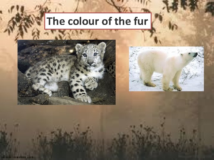 The colour of the fur 