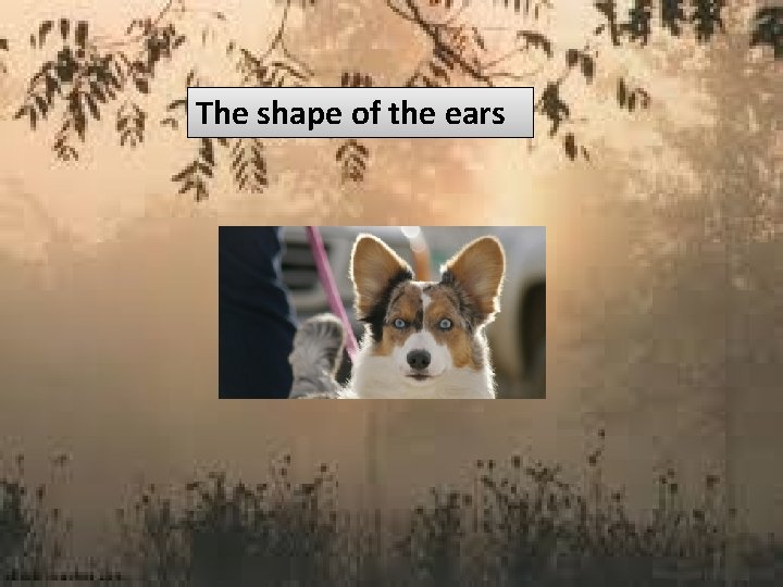 The shape of the ears 