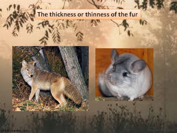 The thickness or thinness of the fur 