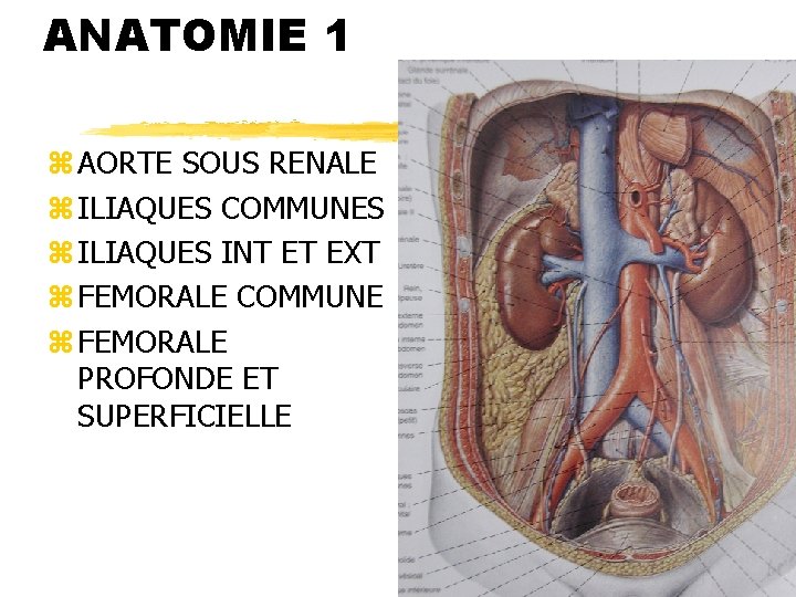 ANATOMIE 1 z AORTE SOUS RENALE z ILIAQUES COMMUNES z ILIAQUES INT ET EXT