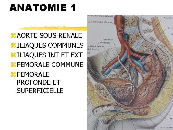 ANATOMIE 1 z AORTE SOUS RENALE z ILIAQUES COMMUNES z ILIAQUES INT ET EXT