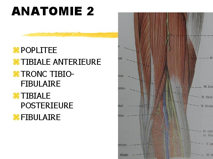 ANATOMIE 2 z POPLITEE z TIBIALE ANTERIEURE z TRONC TIBIOFIBULAIRE z TIBIALE POSTERIEURE z