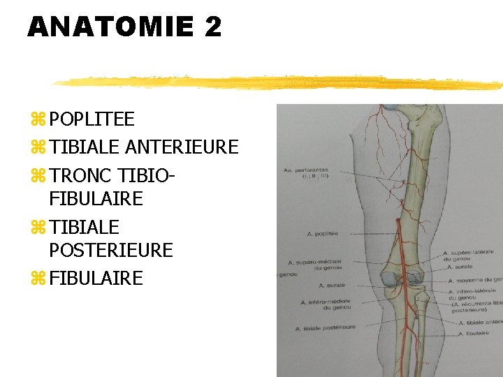 ANATOMIE 2 z POPLITEE z TIBIALE ANTERIEURE z TRONC TIBIOFIBULAIRE z TIBIALE POSTERIEURE z