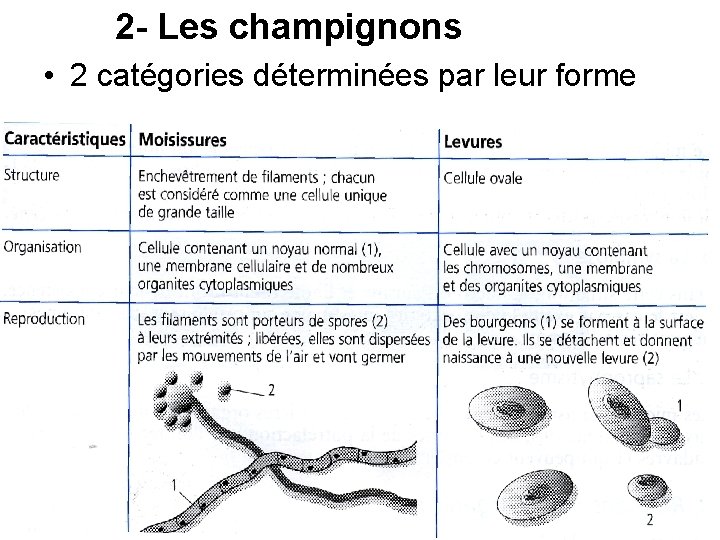 2 - Les champignons • 2 catégories déterminées par leur forme 