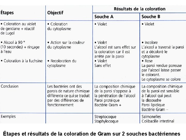 Étapes et résultats de la coloration de Gram sur 2 souches bactériennes 