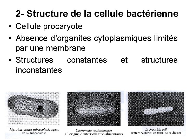 2 - Structure de la cellule bactérienne • Cellule procaryote • Absence d’organites cytoplasmiques