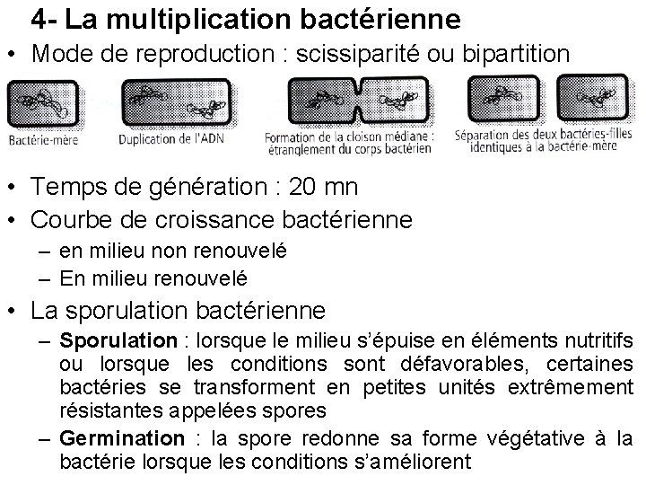 4 - La multiplication bactérienne • Mode de reproduction : scissiparité ou bipartition •