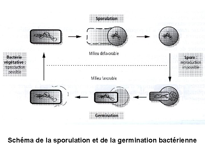 Schéma de la sporulation et de la germination bactérienne 