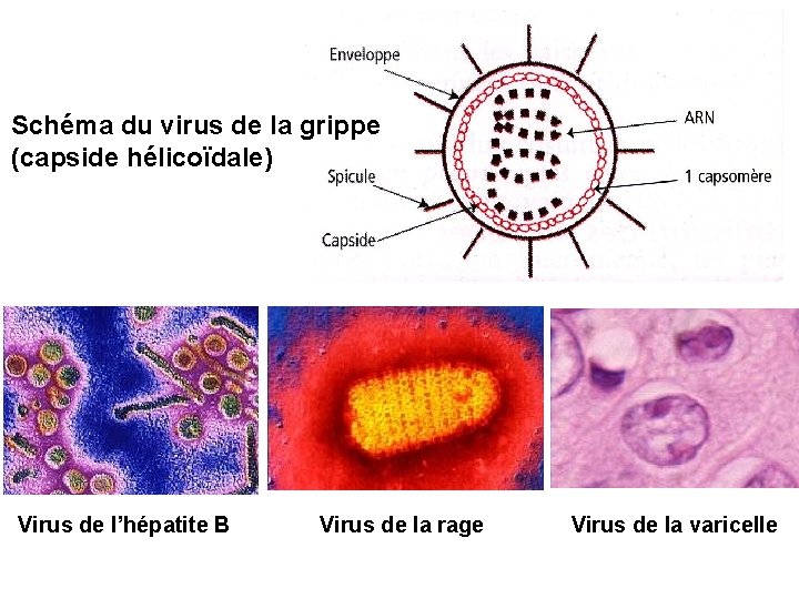 Schéma du virus de la grippe (capside hélicoïdale) Virus de l’hépatite B Virus de