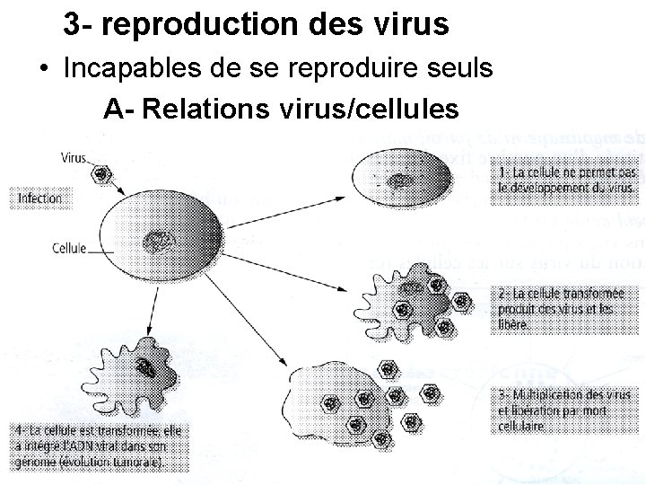 3 - reproduction des virus • Incapables de se reproduire seuls A- Relations virus/cellules