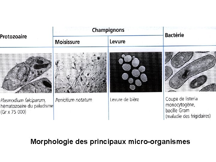 Morphologie des principaux micro-organismes 