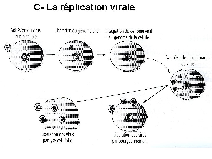 C- La réplication virale 