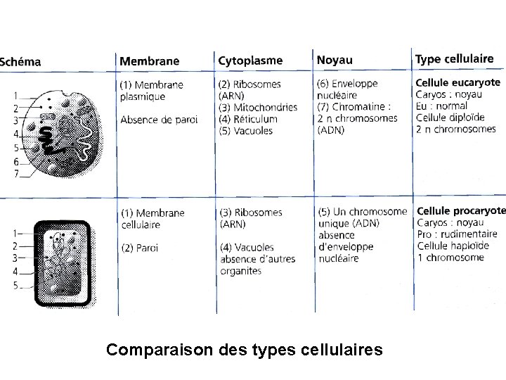 Comparaison des types cellulaires 